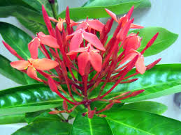 Image result for Ixora laurentii