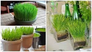 Traditiile includ turtuca de andrei, o turtita sarata din faina de grau, care este mancata de tinere inainte de culcare, pentru ca barbatul care le va cere in una dintre obiceiurile de sf. Cum SÄƒ Pui Grau La IncolÈ›it De Sfantul Andrei È™i SÄƒ L FoloseÈ™ti Pentru Decor CasÄƒ Si Familie Acasa Eva Ro