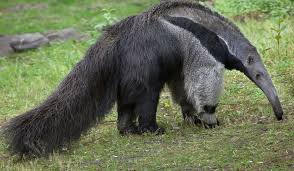 What Animals Live In The Amazon Rainforest Rainforest Animals Amazon Rainforest Animals Amazon Animals