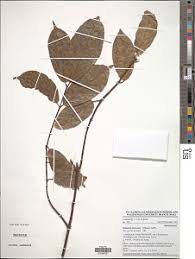 Image result for Motandra