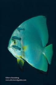 Image result for Platostoma rotundifolium