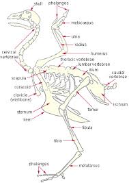 Pin By Henry Kuh On 4 H Poultry Vet Medicine Veterinary Tech Vet Tech Student