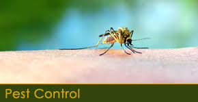 United states of america, state of florida, pinellas county, saint petersburg. Pest Control Services In St Petersburg Fl