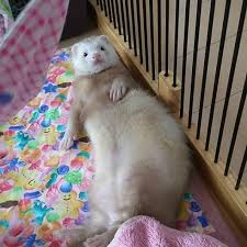 No Me Despiertes Asi Hurones American Snout Peru Ferrets Iloveferrets Ferretsofinstagram Hurones Ferret Ferrethanz Cute Animals Ferret Animals