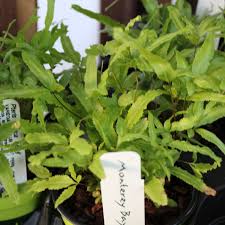 Image result for Pteris cretica