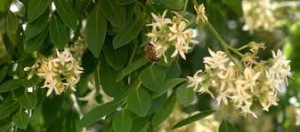 Image result for Erythrococca zambesiaca