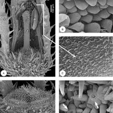 Image result for Mitrasacmopsis