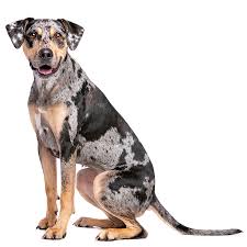 Catahoula leopard dog dog complete owners manual. Louisiana Catahoula Leopard Dog Breed Information Temperament Health