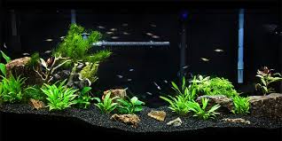 Rinse plant substrate properly before you place in the aquarium. Low Tech Planted Tank Guide The Aquarium Guide