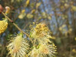 Salix 'tristis') é un híbrido entre o salgueiro branco e o salgueiro chorón (salix babylonica) ou o salgueiro tortuoso (salix matsudana). Salix Atrocinerea Wikipedia