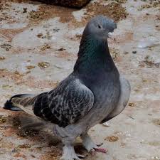 Toprak Pigeonturkey Allah Pigeon Good Love Forever Guvercin Guvercinler Kus Ucankuslar Taklaci Oyunkusu Musul Irak With Images Animals Animals And Pets Pets