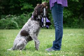 Find german wirehaired pointer puppies and breeders in your area and helpful german wirehaired pointer information. Cgc Me Jubilee The German Wirehaired Pointer Mixes Service Sport