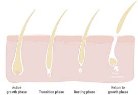 Possible causes of hair loss include androgenetic alopecia, pregnancy, and telogen effluvium. Plantur 21 Premature Hair Loss
