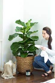 How To Care For A Fiddle Leaf Fig Tree Coconut Oil On Fig Tree Plants Plants Indoor Apartment Indoor Plants