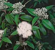 Image result for Myrtaceae