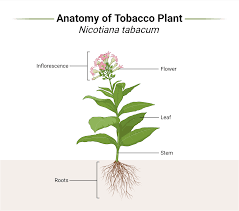 Image result for Nicotiana tabacum