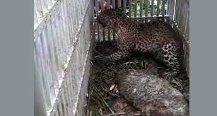 Mulai dari rumput, limbah pertanian, limbah perlu diketahui adalah tabel kandungan nutrisi bahan pakan ternak ini sifatnya global. Bksda Jateng Tangkap Macan Tutul Yang Serang Ternak Warga Lereng Lawu