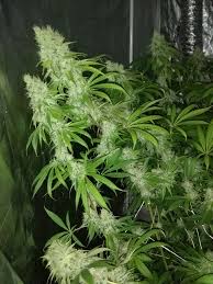 Grab your earlobe and pull it toward the back of your head to open the ear canal a little. Scrog Buds Getting Heavy Branches Falling Over Grasscity Forums The 1 Marijuana Community Online