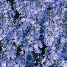 Image result for Veronica abyssinica