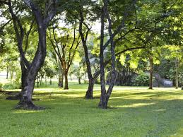 Average cost to plant a tree is about $106 per tree (five small trees delivered and planted). How To Grow Grass In The Shade How Tos Diy