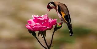 kimsenin ahı kimsede kalmaz ile ilgili görsel sonucu