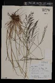Image result for Eragrostis cylindriflora