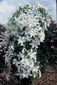 For proper care of clematis, clematis vines prefer sunny locations (at least six hours of sun needed for blooming) but the soil should be kept cool. Clematis Beautiful Bride Clematis Vine Clematis White Plants