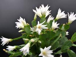 Without adequate sunlight cacti it produces clusters of tiny yellow flowers in spring, however, they don't appear in low light. Easter Cactus Care Tips For Growing An Easter Cactus Plant