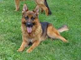Our puppies are raised in our home with love and affection. Maine German Shepherd Breeder Offering Puppies Greatson Media