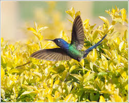 Find the perfect swallow tailed hummingbird stock photos and editorial news pictures from getty browse 25 swallow tailed hummingbird stock photos and images available, or start a new search to. The Birds From Brazil Swallow Tailed Hummingbird A Thousand Acres Of Silphiums