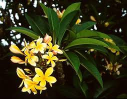 Image result for Baissea wulfhorstii