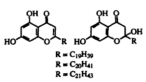 Image result for Antidesma membranaceum