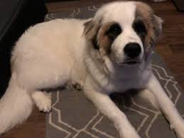 I know i'm over a year late but i just saw this and i hope you have been enjoying your new st. Saint Bernard Great Pyrenees Online