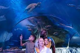 546,535 likes · 2,149 talking about this · 2,013,098 were here. Sea Life Minnesota Aquarium Admission At The Mall Of America 2021 Bloomington