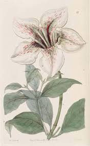 Image result for Rothmannia longiflora