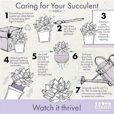 Image result for tbn:HNtrRnQBmFuaxM::www.bluechopsticks.com/img_large/800CC_0805S1015.jpg