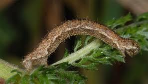 Image result for Eupithecia icterata
