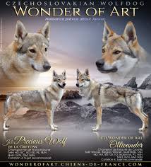 Un jeune garçon de huit ans a frôlé la mort quand deux canidés l'ont attaqué. Chiot Elevage Wonder Of Art Eleveur De Chiens Chien Loup Tchecoslovaque