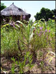 Image result for Striga hallaei