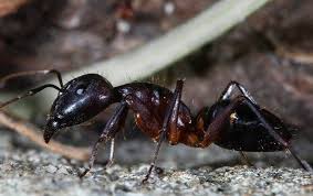 Carpenter ants are one of the worst pests you can have in your home. Blog Guide To Carpenter Ants In Ohio