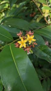 Image result for Campylospermum