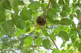 Monkey no climb plantings include bananas, limes, lemons, starfruits, mangos, papayas, tree orchids and monkey no climb tree. Factsheet Hura Crepitans Sandbox Tree