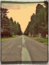 أشجار السرو الإيطالي country roads country road