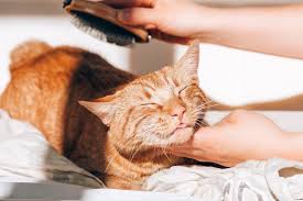 Check spelling or type a new query. Panduan Penting Untuk Grooming Kucing Anda Konfiden Com