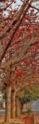 Maybe you would like to learn more about one of these? Spring Summer Flowering Trees Of Pakistan World Fusion Stories Fusionstories