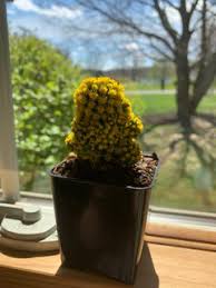 Most cacti are succulents possessing broad, fleshy stems that store water. I Need Help My Gem Of The Dessert Cacti May Be Dying