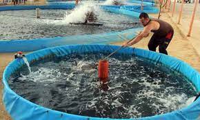 Check spelling or type a new query. Tips Sukses Budidaya Ikan Koi Di Kolam Terpal Agar Untung Besar