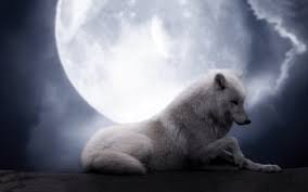 Find white wolf pictures and white wolf photos on desktop nexus. 50 White Wolf Hd Wallpapers Background Images