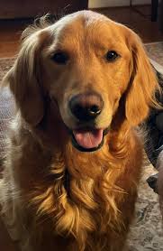 My beautiful Clark crossed Rainbow Bridge today after a six month battle  with lymphona type T. He was five years old.