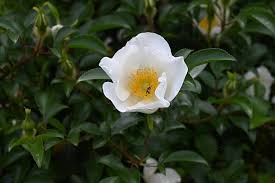 Image result for Rosa laevigata